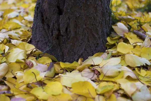 Gele abrikozenbladeren op de grond rond de boom - herfst — Stockfoto