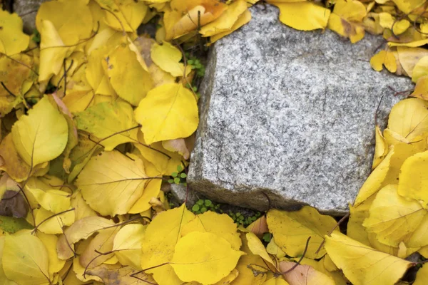 Gelbe Aprikosenblätter auf dem Boden um einen Granitstein - Herbst — Stockfoto