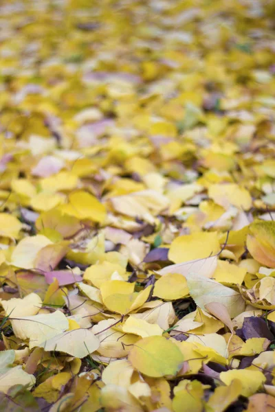 Gele abrikozenbladeren op de grond - herfst buiten — Stockfoto