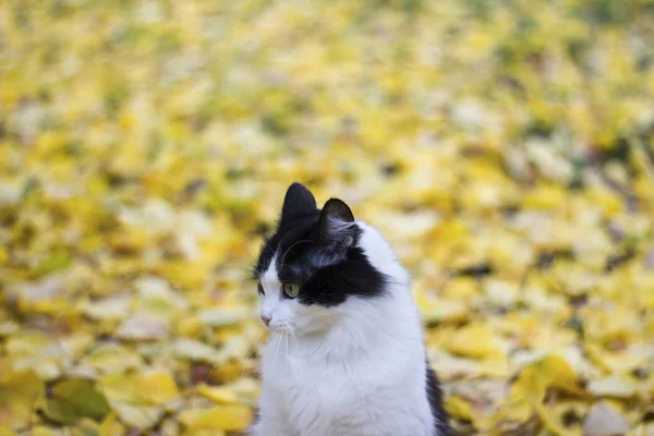 Kucing hitam dan putih yang marah terhadap daun kuning latar - musim gugur — Stok Foto