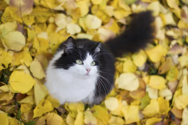 Schwarz-weiße Miezekatze vor dem Hintergrund gelber Blätter - Herbst — Stockfoto