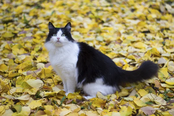 Sarı yaprakların arka planına karşı siyah ve beyaz kedi - sonbahar — Stok fotoğraf