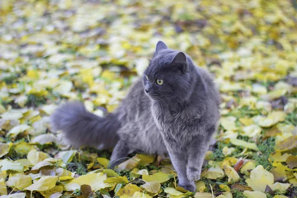 Sarı kayısı yapraklarının arka planında gri İngiliz kedisi. Açık havada. — Stok fotoğraf