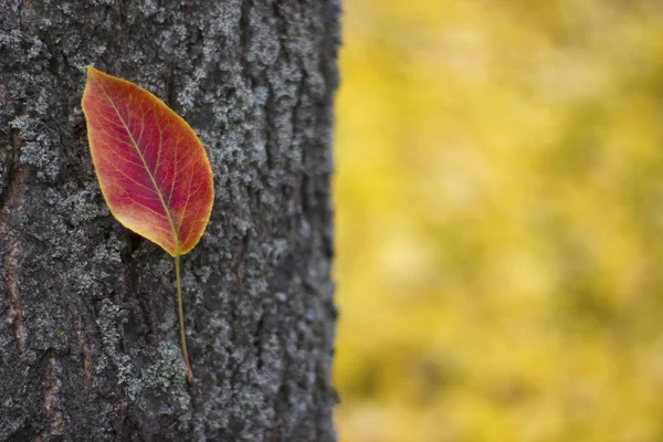 Piękny liść na pniu drzewa - natura, miejsce na napis — Zdjęcie stockowe
