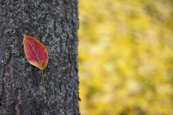 Beautiful leaf on tree trunk - nature, place for an inscription — Stock Photo, Image