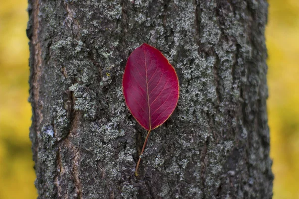 Schönes Blatt am Baumstamm - Natur, Platz für eine Inschrift — Stockfoto
