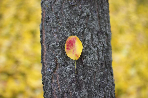 Schönes Blatt am Baumstamm - Natur, Platz für eine Inschrift — Stockfoto