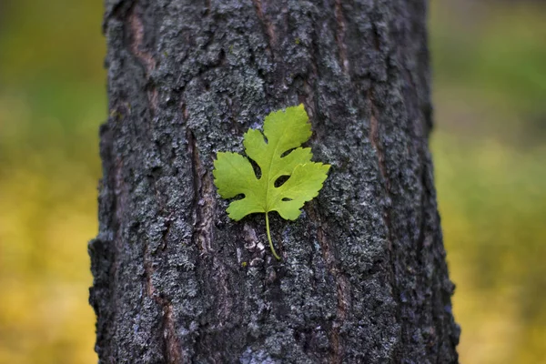Красивый лист на стволе дерева - природа, место для надписи — стоковое фото