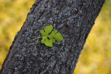 Ağaç gövdesinde güzel bir yaprak - doğa, bir yazı için yer
