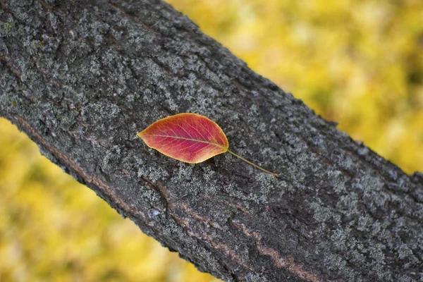 Schönes Blatt am Baumstamm - Natur, Platz für eine Inschrift — Stockfoto