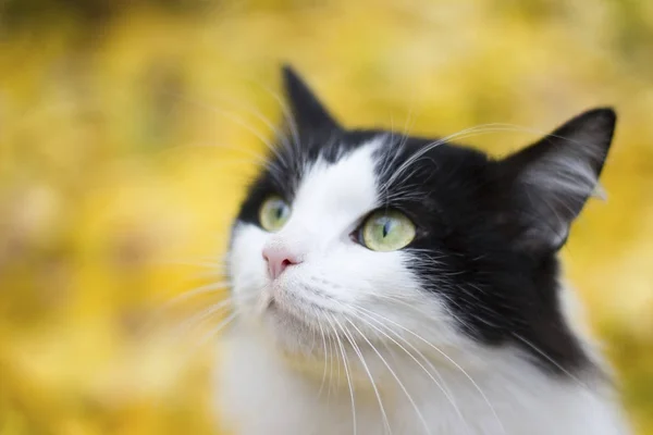 Kucing hitam dan putih dengan latar belakang daun kuning - musim gugur — Stok Foto