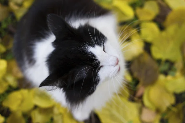 Kucing hitam dan putih dengan latar belakang daun kuning - musim gugur — Stok Foto
