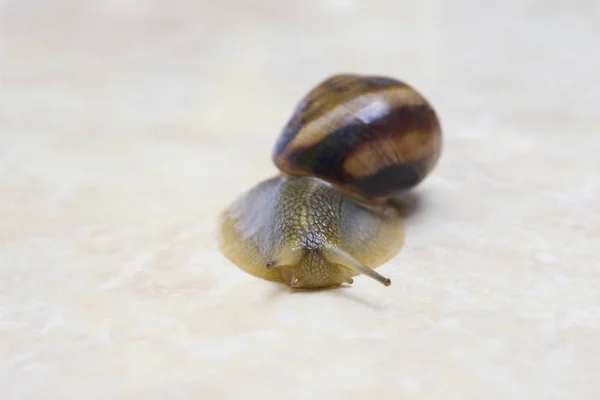 葡萄蜗牛特写-工作室拍摄，生物，野生生物，雄性，食物 — 图库照片