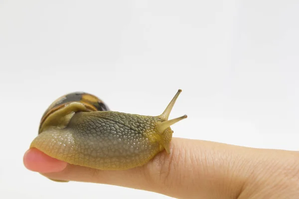 女性手指、宠物、生物、食物上的特写葡萄蜗牛 — 图库照片