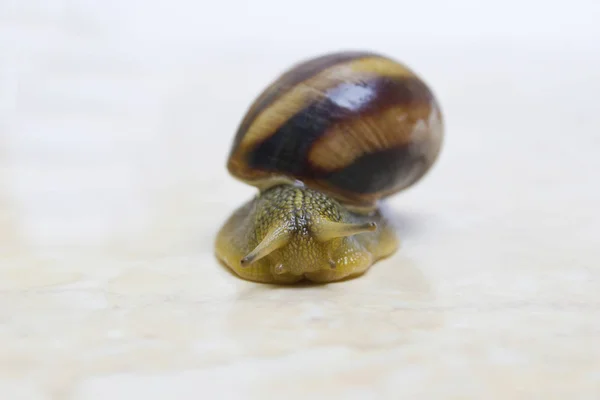 Grape snail close-up - studio shot, biology, wild life, male, fo — Stock Photo, Image