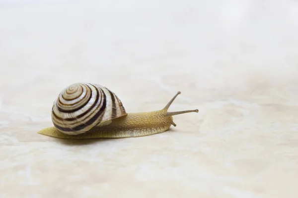 Snail close-up - studio shot, biologie, divoký život, muž, jídlo — Stock fotografie
