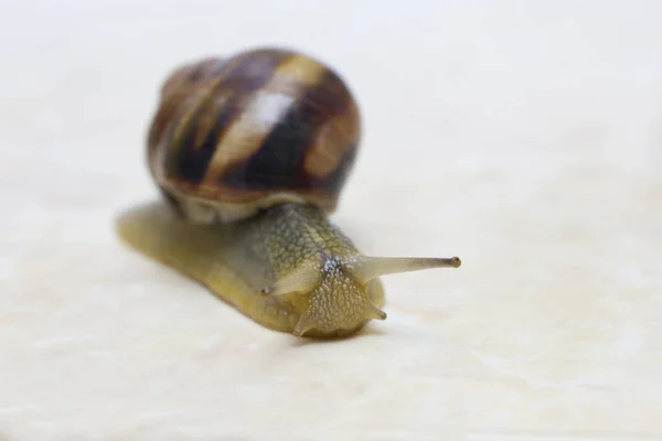 葡萄蜗牛特写-工作室拍摄，生物，野生生物，雄性，食物 — 图库照片
