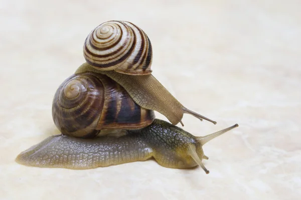 Two snail grape close-up - studio shot, biology, wild life — ストック写真