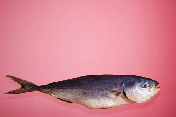 ピンクの背景にマグロの魚、塩干し-隔離 — ストック写真