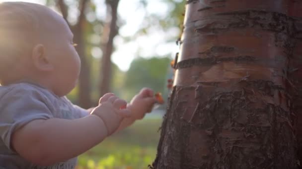 Small child touches the tree. Close-up. Tears bark and tries to eat it. — Αρχείο Βίντεο