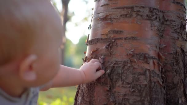 Small child touches the tree. Tears bark. Close-up. — Stock video