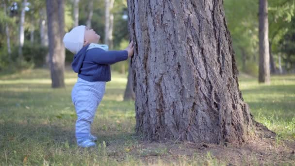 孩子站附近的一棵树，碰它。眼泪树皮. — 图库视频影像