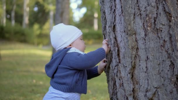 Child stands near a tree and touch it. Tears bark. — Stock Video