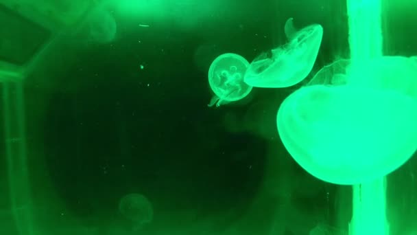 Zářící měsíc medúzy se zeleným světlem. — Stock video
