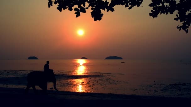 Siluet gajah berjalan di sepanjang pantai. Matahari terbenam di latar belakang . — Stok Video