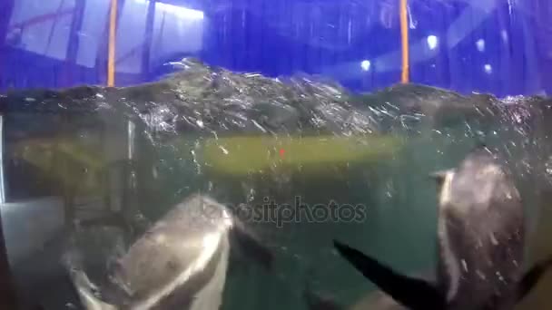 Gentoo pinguïns zwemmen door het koude water. — Stockvideo