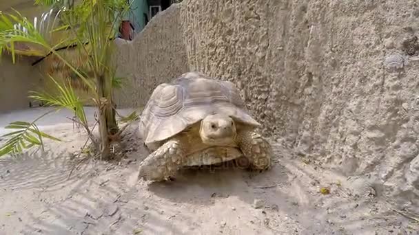 Große Schildkröte krabbelt auf Sand im Zoo. — Stockvideo