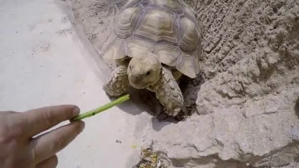 Een grote schildpad gras uit de hand eten. Close-up. — Stockvideo
