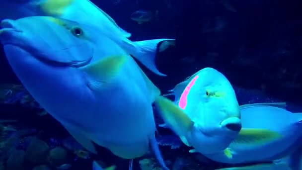 Groep grote vissen zwemmen in een aquarium. Close-up. Blauwe beeldmateriaal. — Stockvideo
