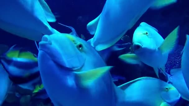 Groep grote vissen zwemmen in een aquarium. Close-up. Blauwe beeldmateriaal. — Stockvideo