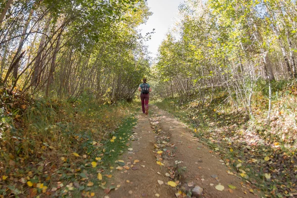 Дівчина з рюкзаком, що йде по дорозі в осінньому лісі — стокове фото