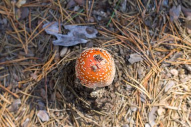 Çam iğneleri etrafında yere dışarı büyüyen küçük mantar