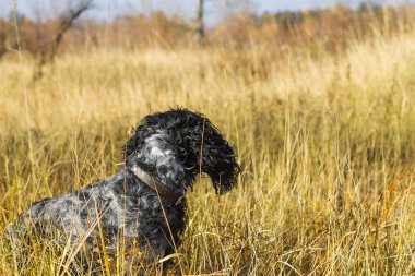 Benekli Rus İspanyol oturur ve bir siz mesafe içine görünüyor