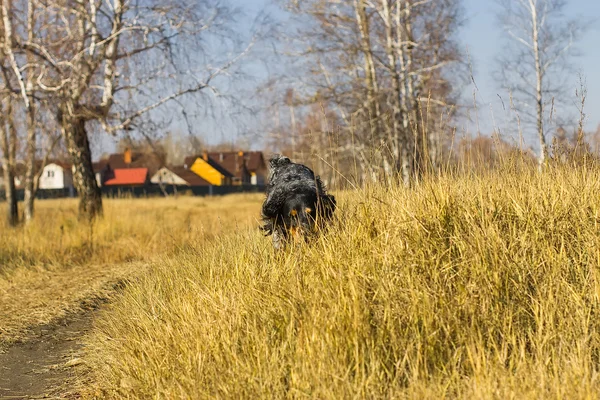 Spotted russian spaniel running and playing in yellow autumn gra
