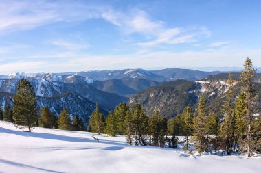 Yumuşak ışık karda bir dağın ağaçta çam 