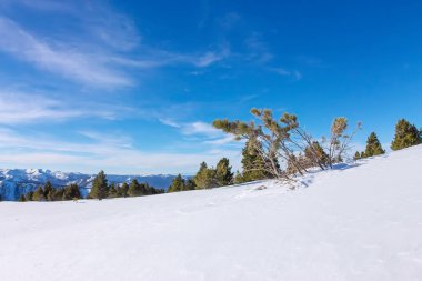 Yumuşak ışık karda bir dağın ağaçta çam 