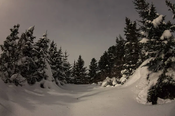 Árboles en el bosque de invierno a la luz de la luna bajo las estrellas — Foto de Stock