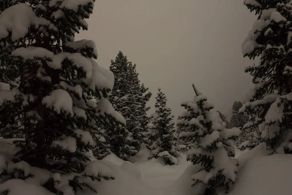 Nieve en los árboles del bosque de invierno a la luz de la luna — Foto de Stock