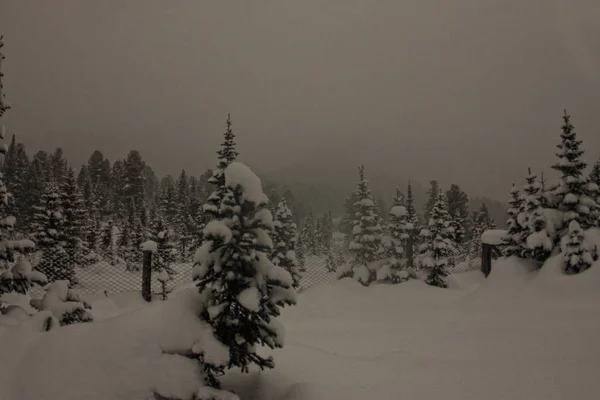 Nieve en los árboles del bosque de invierno a la luz de la luna — Foto de Stock