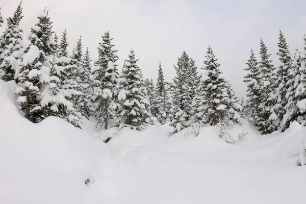 Opady śniegu w zimie lasu drzew w świetle księżyca — Zdjęcie stockowe