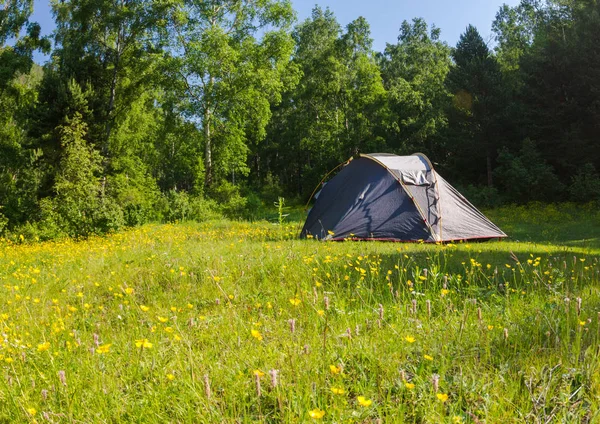 Tente sur une prairie de fleurs dans les bois près du lac Baïkal — Photo