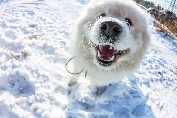 Άσπρο χνουδάτος Samoyed σκύλοs fisheye. Close-up πορτρέτο — Φωτογραφία Αρχείου