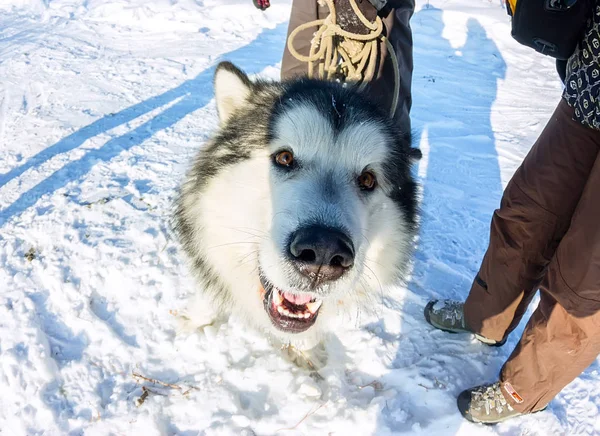 Retrato de perro de Alaska Malamute en la cámara frontal — Foto de Stock