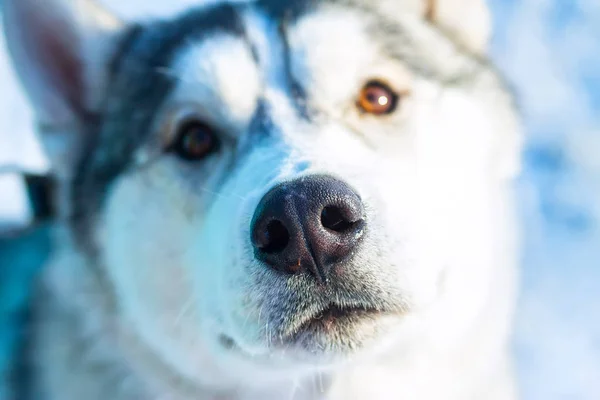 Malamute 알래스카 개가 초상화 앞 카메라 — 스톡 사진