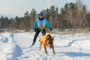 Irkutsk, Rusya - 28 Ocak 2017: Yarış rekabet köpek s
