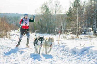 Irkutsk, Rusya - 28 Ocak 2017: Yarış rekabet köpek s